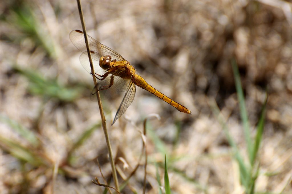 Orthetrum coerulescens,  femmina